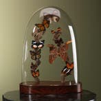 Vlinders in Stolp Taxidermie Opgezette Dieren By Max, Verzamelen, Dierenverzamelingen, Ophalen of Verzenden, Nieuw, Insect, Opgezet dier