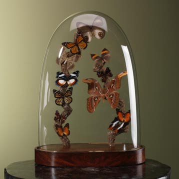 Vlinders in Stolp Taxidermie Opgezette Dieren By Max, Verzamelen, Ophalen of Verzenden, Nieuw, Insect, Opgezet dier
