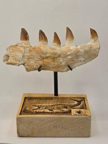 Mosasaurus - Fossiele tand - Mosasaur tooth on a custom base