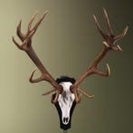 Edelhert Gewei Taxidermie Opgezette Dieren By Max, Ophalen of Verzenden, Nieuw, Wild dier, Opgezet dier