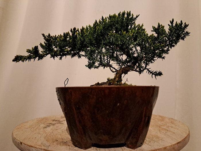 Jeneverbes bonsai (Juniperus) - Hoogte (boom): 12 cm -, Antiek en Kunst, Curiosa en Brocante