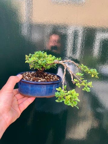 Lonicera Bonsai - Hoogte (boom): 8 cm - Diepte (boom): 22 cm