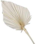 Palmblad Bakla Palm Spear Gebleekt 7 stuks, Huis en Inrichting, Ophalen of Verzenden, Nieuw