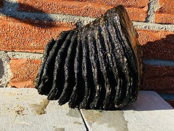 Wolharige mammoet - Fossiele kies - 14 cm - 11 cm (Zonder, Verzamelen