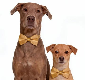 Honden strikje goud en heel veel andere kleuren, Ophalen of Verzenden, Nieuw, Halsband