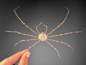 Langepotige spinnenkrab Pantser - Phalangipus hystrix- READ, Nieuw