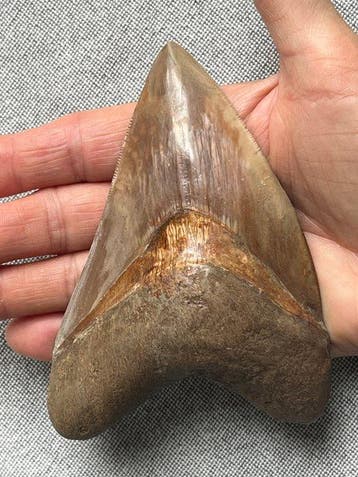 Megalodontand 12,4 cm - Fossiele tand - Carcharocles, Verzamelen
