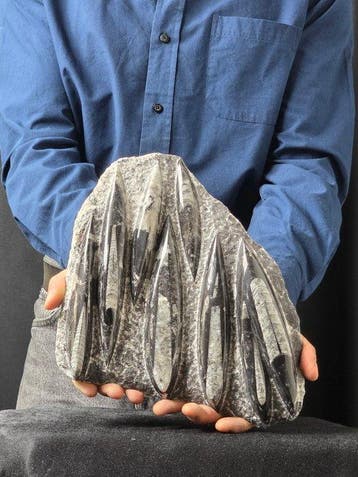 Orthoceras - Gefossiliseerd dier - 31 cm - 22 cm (Zonder