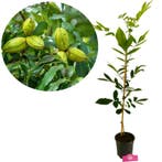 Carya illinoinensis + pot 19cm, Verzenden, Volle zon