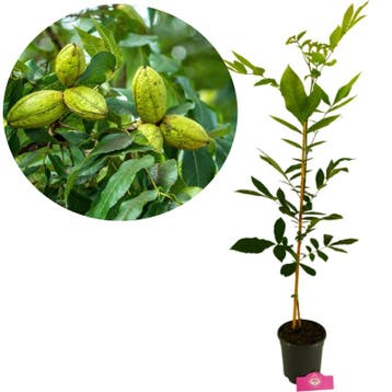 Carya illinoinensis + pot 19cm, Verzenden, Volle zon