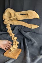 Fossiele schedel - Dodo (Raphus cucullatus) - Museum-Grade