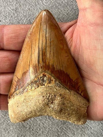 Tand van Megalodon 10,2 cm - Fossiele tand - Carcharocles