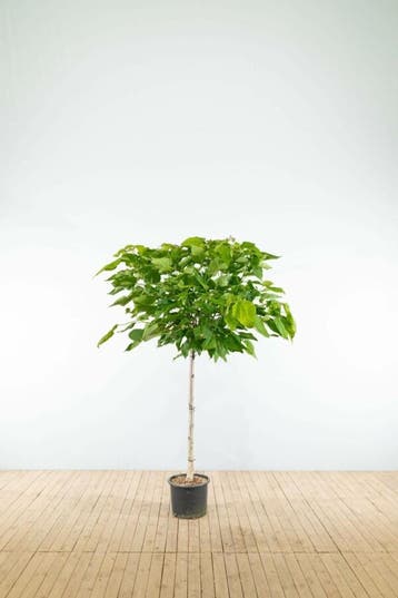 Catalpa bignonioides Nana halfstam 8/10 150cm stam