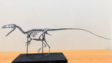 Dinosaurus Volledig skelet met schedel - Tyrannosaurus rex -