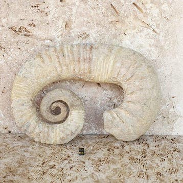 Ammoniet - Gefossiliseerd dier - 30 cm - 19 cm, Verzamelen, Mineralen en Fossielen