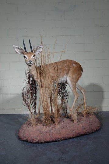 Steenbok Taxidermie volledige montage - Raphicerus, Nieuw