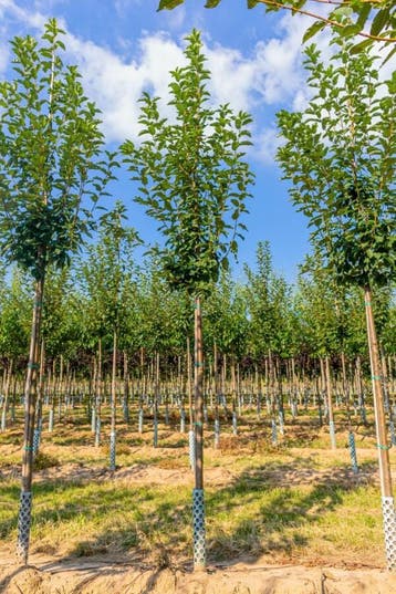Prunus padus hoogstam