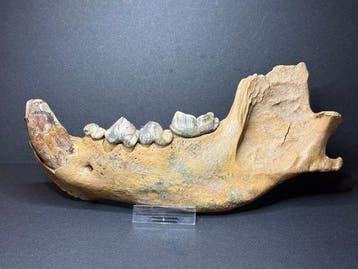 Holenhyeana - Gefossiliseerde kaak - Crocuta spelaea - 22 cm
