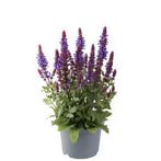Salvia nemorosa Marvel Dark Blue (vaste planten), Bodembedekkers, Volle zon, Vaste plant, Ophalen of Verzenden
