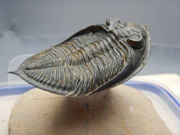 Trilobiet - Fossiel skelet - Odontochile (Zlichovaspis