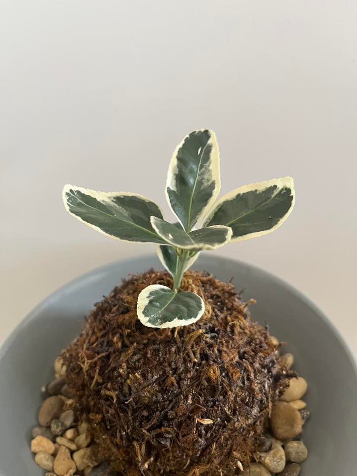 Kokedama #1, Huis en Inrichting, Kamerplanten, Overige soorten, Halfschaduw, Groene kamerplant, Minder dan 100 cm, Verzenden