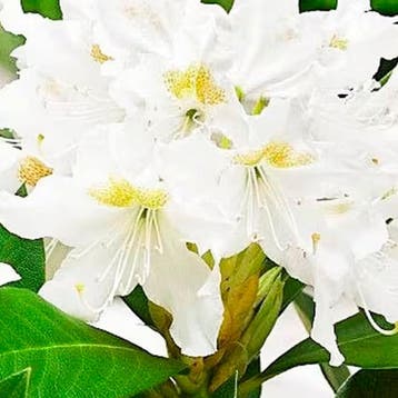 Rhododendron Cunninghams White container (C4) Sierplanten, Verzenden, Overige soorten, Struik