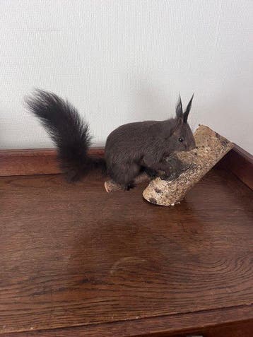 Red Squirrel - Taxidermie volledige montage - Sciurus, Verzamelen, Nieuw