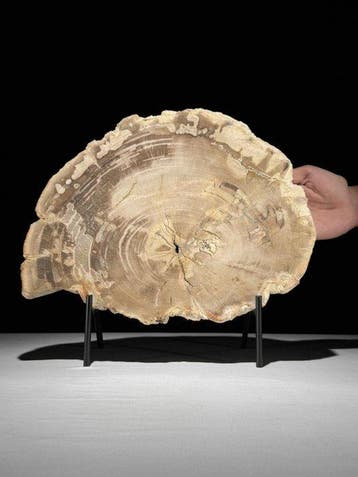 Prachtige snede van versteend hout op een op maat gemaakte