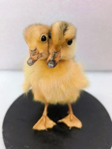 Eend Taxidermie volledige montage - Double headed yellow, Antiek en Kunst