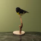 Geelbuiksijs Taxidermie Opgezette Dieren By Max, Verzamelen, Dierenverzamelingen, Ophalen of Verzenden, Nieuw, Vogel, Opgezet dier