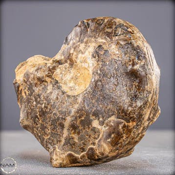 Zeldzaam fossiel Ammoniet-Mamiten Nodosoides met dendrieten, Verzamelen, Mineralen en Fossielen