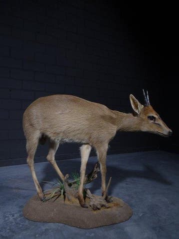 African Antelope Taxidermie volledige montage - Common, Nieuw