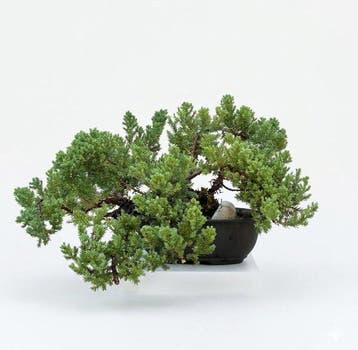 Jeneverbes bonsai (Juniperus) - Hoogte (boom): 17 cm -