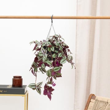 Green Bubble - Tradescantia Zebrina Violet hangplant - 25 cm, Huis en Inrichting, Kamerplanten, Ophalen of Verzenden