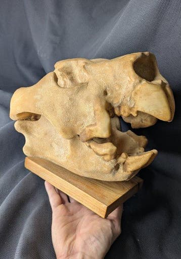 Fossiele schedel - Thylacoleo carnifex - Marsupial lion -, Verzamelen, Mineralen en Fossielen