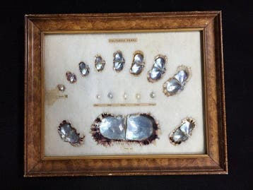 parel Taxidermie volledige montage - Cultured Pearl - 25 cm