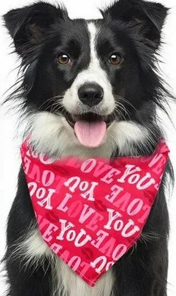 Aanzoek set Will You Marry Me met ringendoosje, bandana en b, Verzenden, Nieuw, Feestartikel, Valentijn of Romantisch