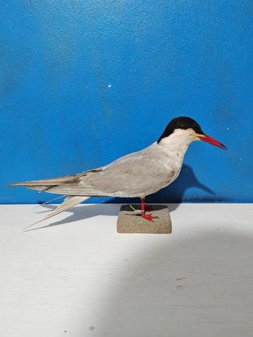 gewone stern Taxidermie volledige montage - Sterna hirundo -, Nieuw