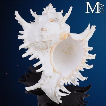 Indrukwekkende extra-grote Ramose Murex-schelp met tere,