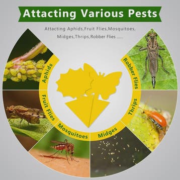 Effectieve Gele Insectenvallen: Vang Fruitvliegjes & Varenro, Verzenden, Nieuw