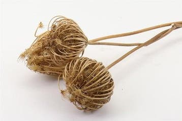 Dill Anethum droogbloemen Bundel 3pc L50.0, Ophalen of Verzenden, Nieuw