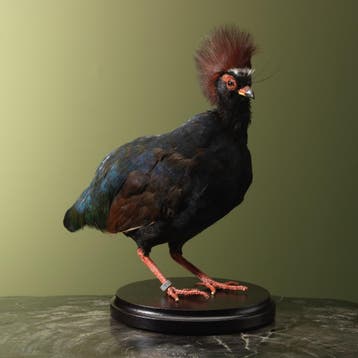 Roelroel M Taxidermie Opgezette Dieren By Max, Ophalen of Verzenden, Nieuw, Vogel, Opgezet dier