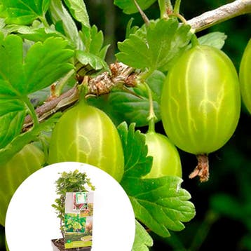Kruisbes Hinnonmäki Grön container (P18) Groen, Verzenden