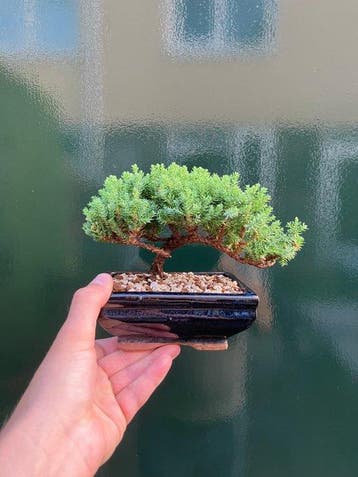 Jeneverbes bonsai (Juniperus) - Hoogte (boom): 12 cm -, Antiek en Kunst