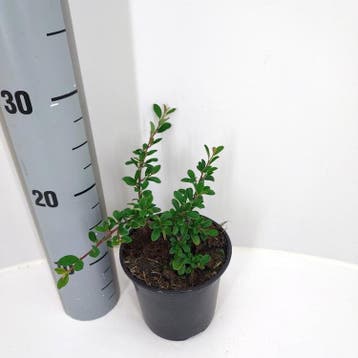 Cotoneaster radicans Eichholz | Dwergmispel | € 1,50, Ophalen, Struik