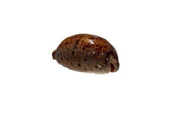 Cypraea lynx (Luchs-Kauri) – Prachtexemplaar voor