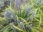 Leliegras  Liriope muscari Big Blue / royal Purple P9, Ophalen of Verzenden, Zomer, Vaste plant, Halfschaduw