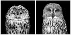 Marco Simoni - Owls - 130 cm & 152 cm