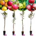 Malus domestica set + Pot 11cm 4 stuks, Verzenden, Halfschaduw