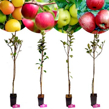 Malus domestica set + Pot 11cm 4 stuks, Verzenden, Halfschaduw